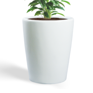 Cono