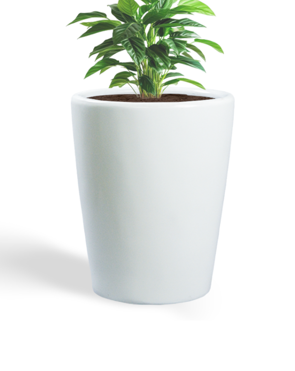 Cono